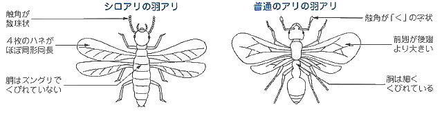 シロアリ(羽アリ)の見分け方