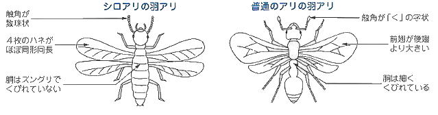 シロアリ(羽アリ）の見分け方